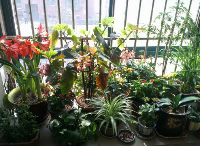 家里的那些花儿。。。随手拍。