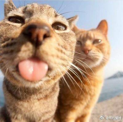 日本爱媛县的“猫岛”，旅游的话，墨鱼是很想去的鸭！