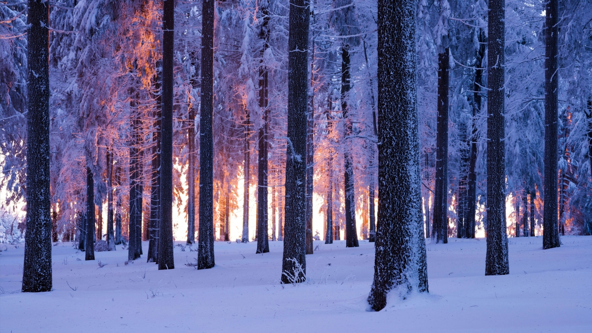 雪域挪威云杉森林日落，绝美4K风景壁纸，高清3840x2160分辨率，免费下载