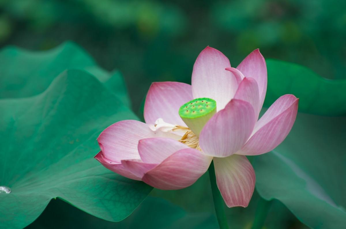 粉色荷花与绿色荷叶绝美融合，4K高清壁纸下载，惊艳你的视觉享受！