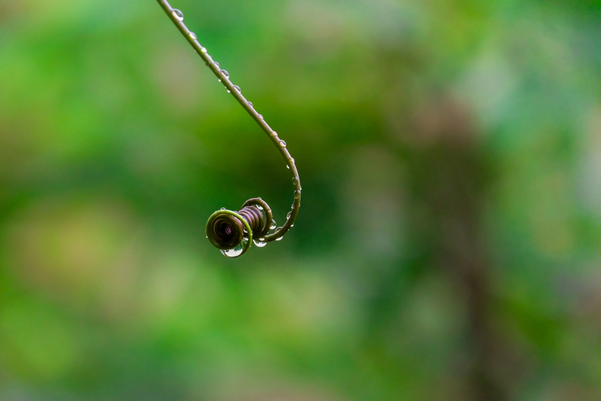 雨后藤间水珠，绝美4K护眼高清植物风景壁纸，4000x2666超清下载