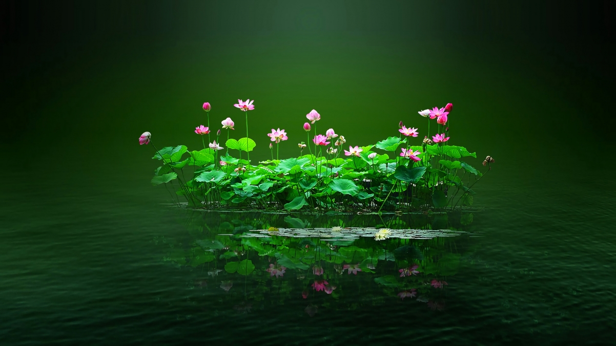 【绝美风光】荷花4K超高清壁纸，3840x2160分辨率，尽享细腻画质，一键下载！
