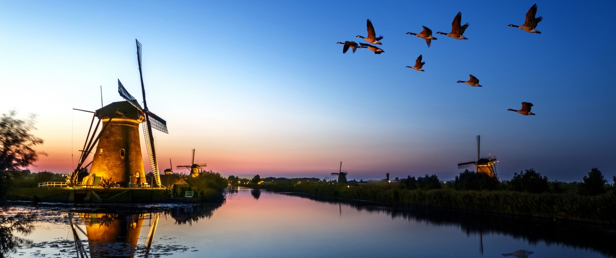 Kinderdijk风车群映日落，大雁翱翔，超清4K风景壁纸3440x1440免费下载