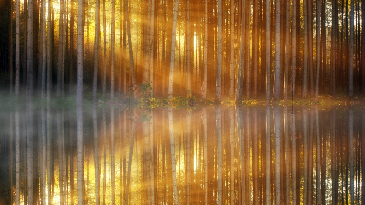 森林秘境，树木婆娑，湖泊静谧，倒影如画，绝美6K风景壁纸，4K高清图片下载