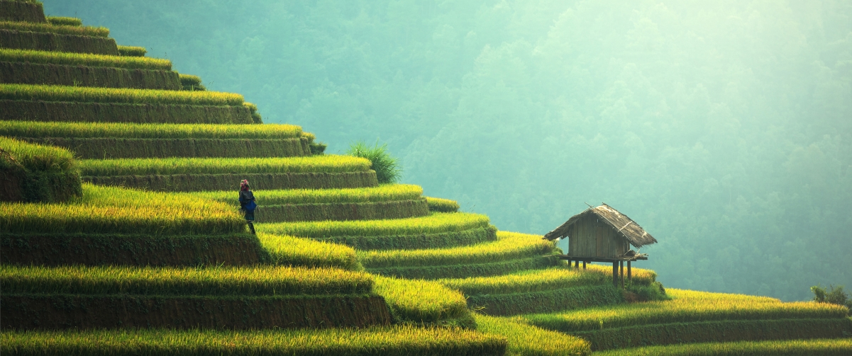 秋日梯田稻香盛景，4K超清壁纸，3440x1440高清下载