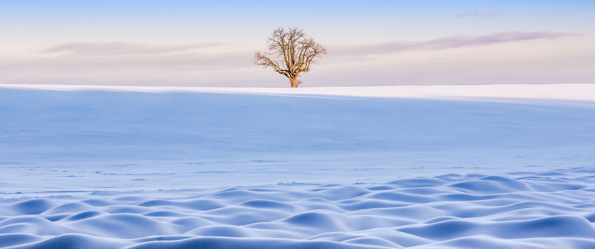 冬季雪地孤树美景，3440x1440超清4K风景壁纸，高清下载