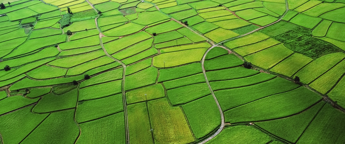 绿色稻田高清4K风景壁纸，绝美3440x1440分辨率，一键下载尽享自然之美