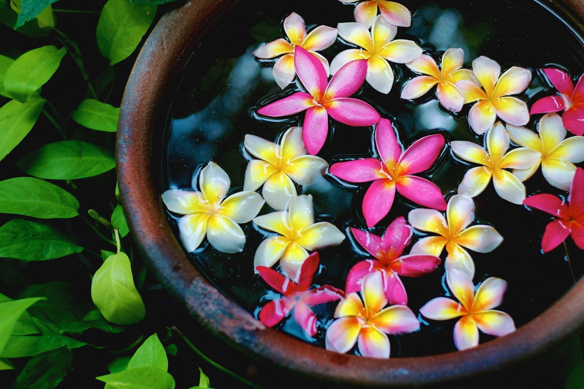 水缸映花，绝美4K风景壁纸，高清花瓣图片，尽享自然之美（4896x3264）免费下载