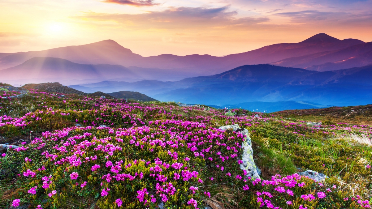 山光花影，自然美景4K壁纸，高清风景图片下载（3840x2160）