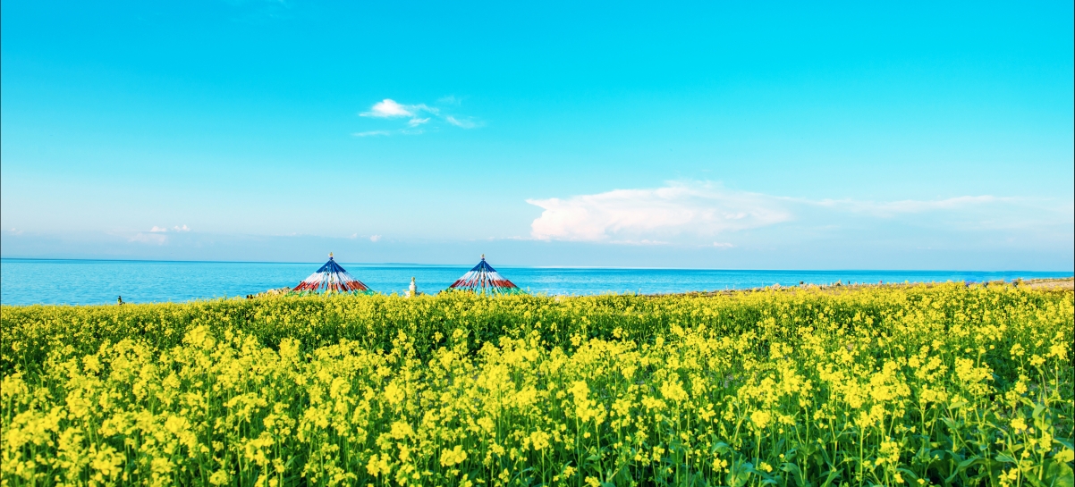 青海湖畔油菜花盛景，绝美4K高清风景壁纸，4500x2043分辨率，免费下载