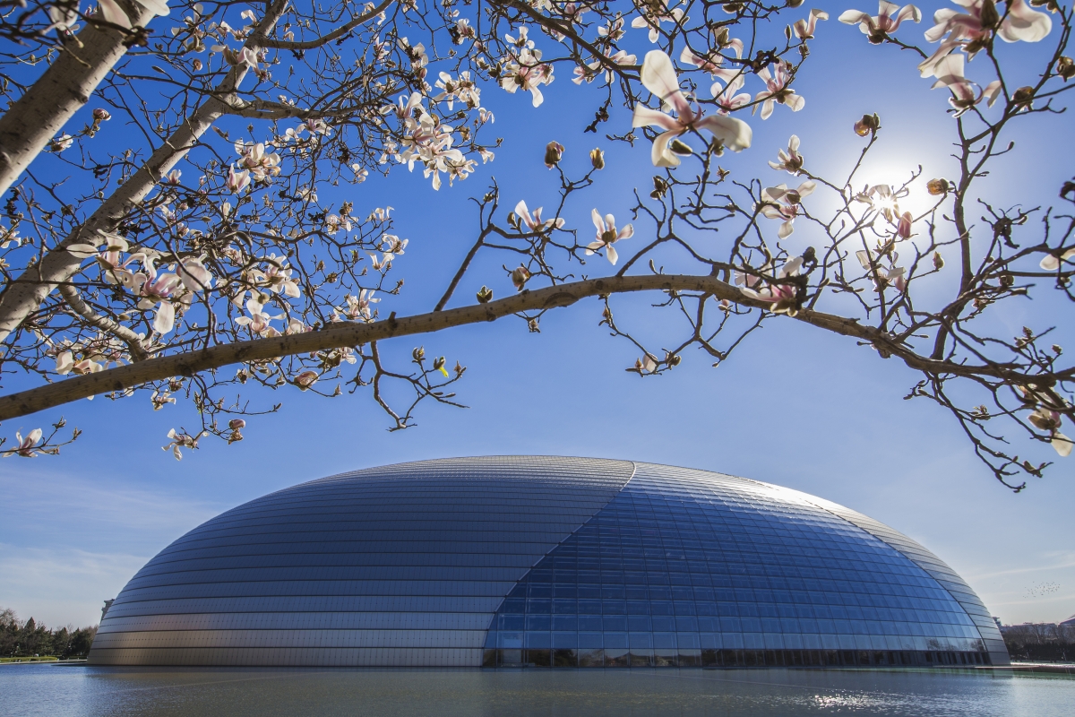 国家大剧院白兰花盛景，4K高清风景壁纸，绝美细节，4000x2667分辨率，免费下载