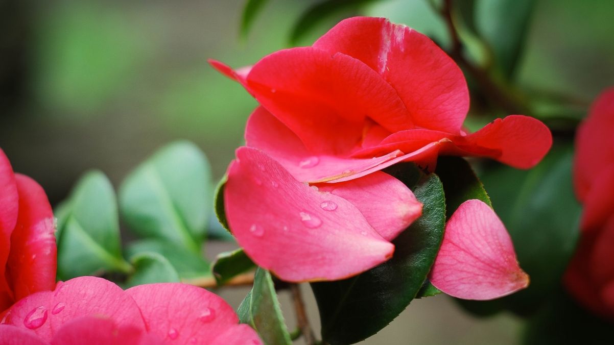 绿色植物与红色花瓣交融之美，惊艳4K高清风景壁纸，3840x2160超高清下载