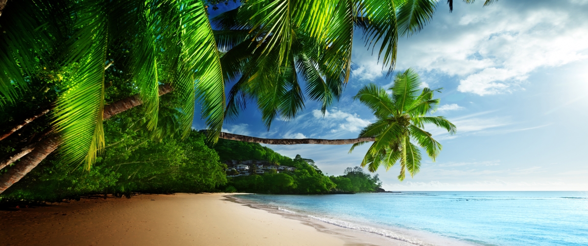 棕榈摇曳海岸边，海滩与蓝海共绘美景——4K高清风景壁纸3440x1440免费下载