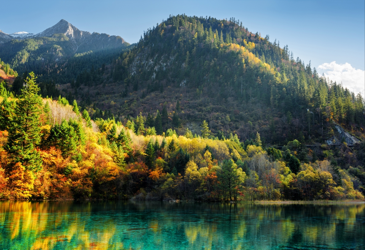 秋韵森林，九寨仙境，4K高清树木风景壁纸，4500x3086超清下载