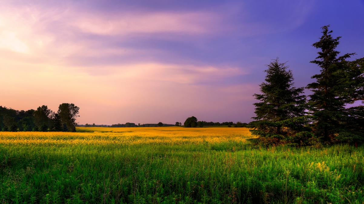 天空下的松树与油菜花盛景，绝美4K风景壁纸，高清3840x2160，一键下载！