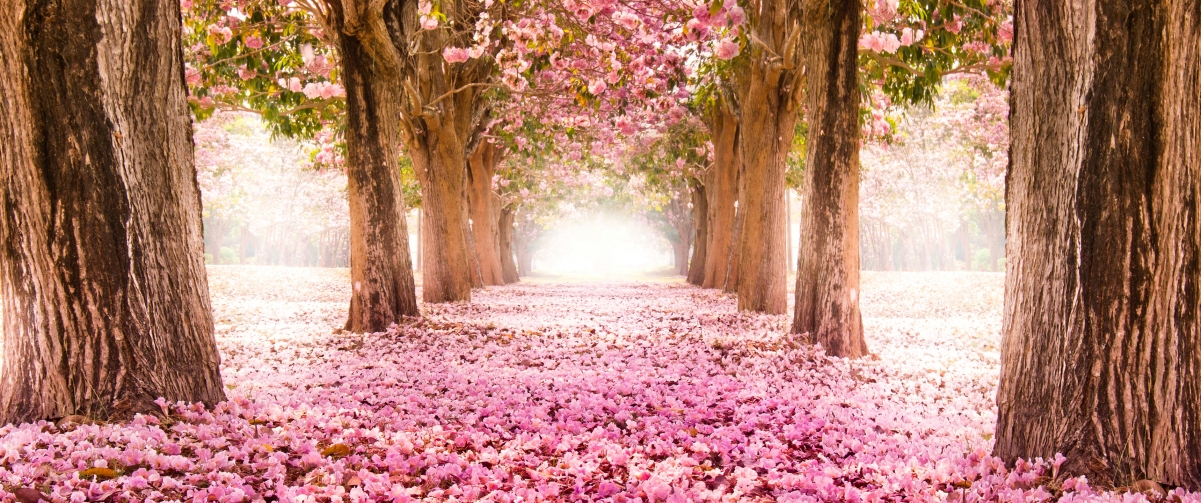 粉红色樱花小道4K超清壁纸，绝美风景，3440x1440分辨率，一键下载！
