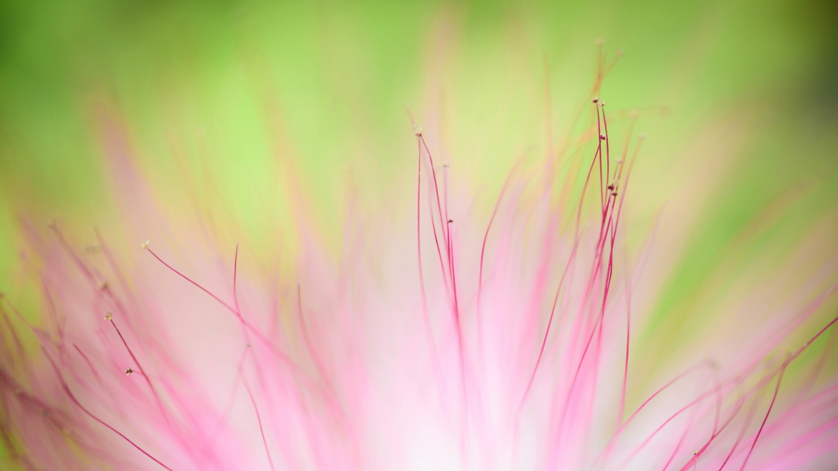 柔花精选，4K超高清壁纸，3840x2160分辨率，免费下载背景图片