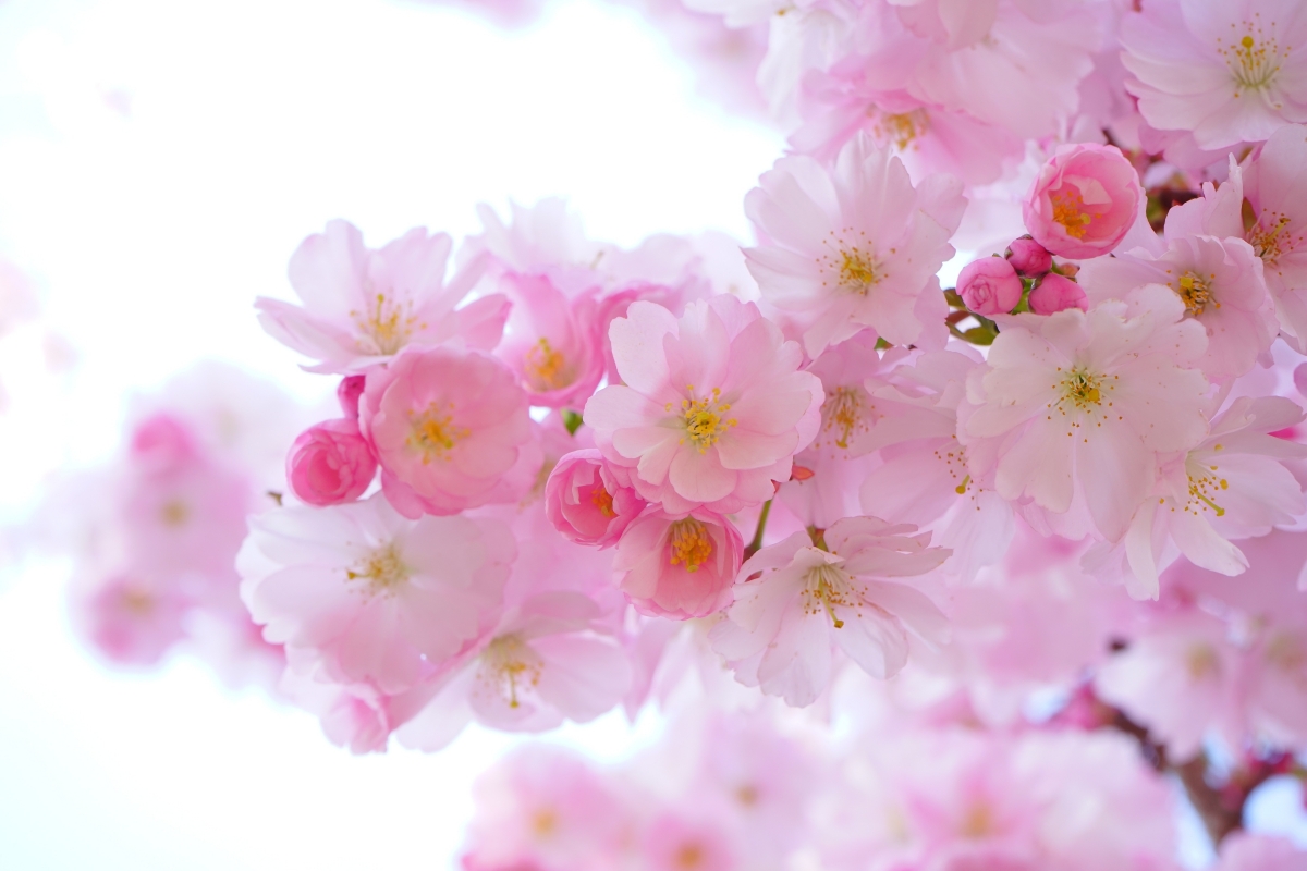 日本樱花树绚烂春景，鲜花盛开，高清6K樱花图片与4K风景壁纸免费下载