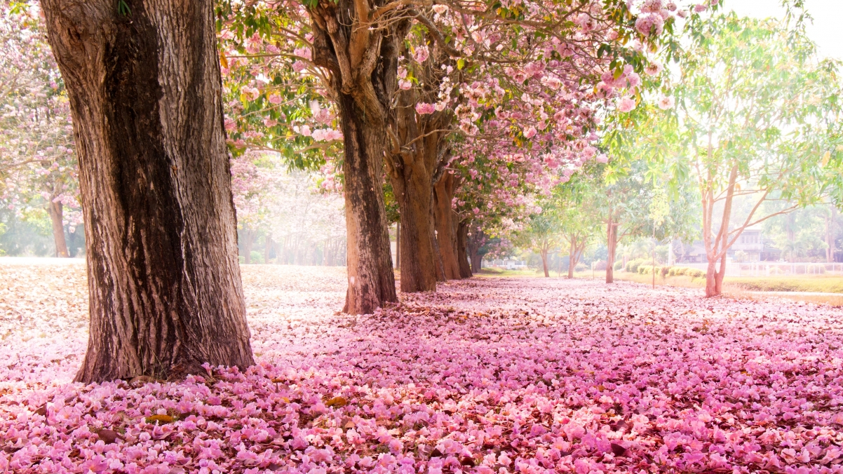 粉色樱花公园美景，3840x2160超高清4K风景壁纸下载