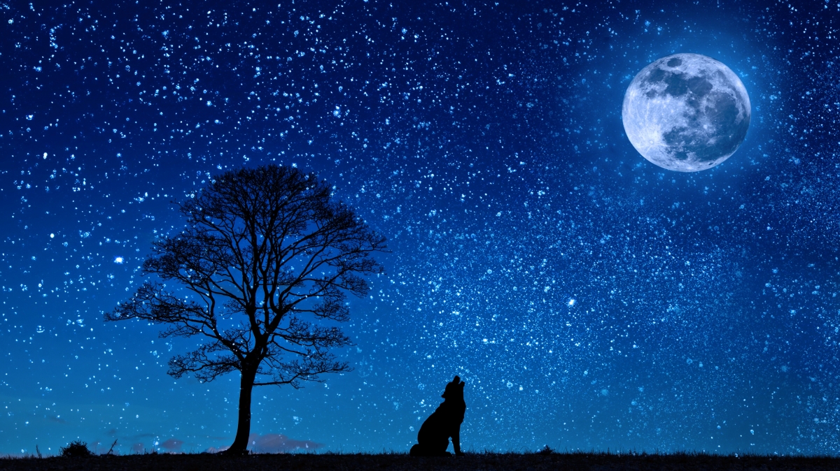 高清4K壁纸，狗狼剪影映草地，繁星点点洒夜空，月球与树共绘美景