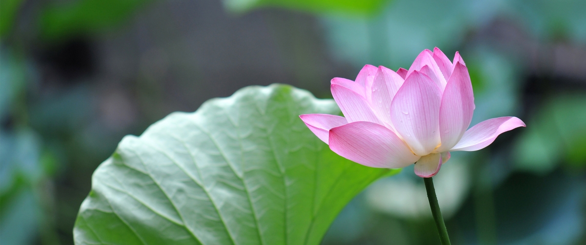 粉色荷花4K超清壁纸，3440x1440精美风景图片，一键下载