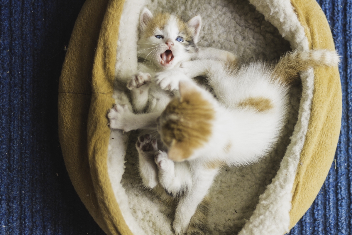两只萌猫嬉戏，超清4K动物图片，精美壁纸，高清下载4272x2848