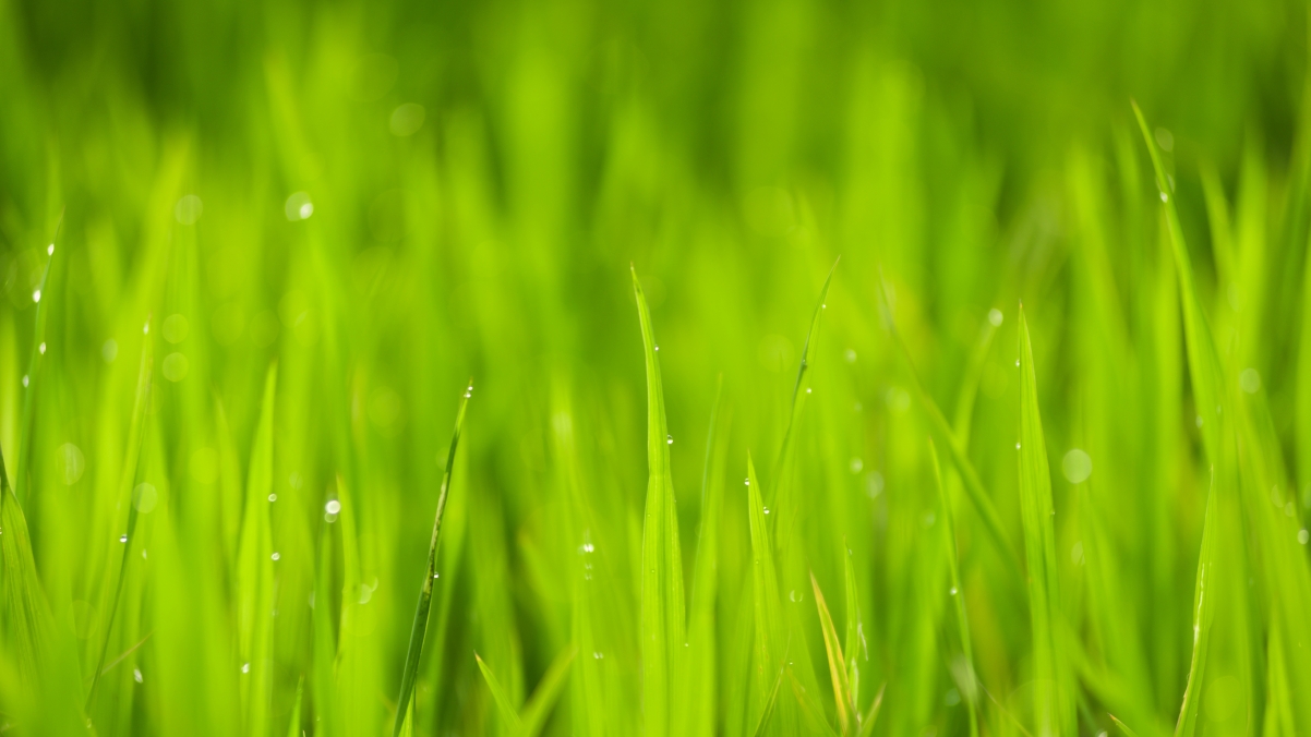 自然之美，户外绿色水稻特写，露珠点缀，4K高清护眼壁纸（3840x2160）免费下载