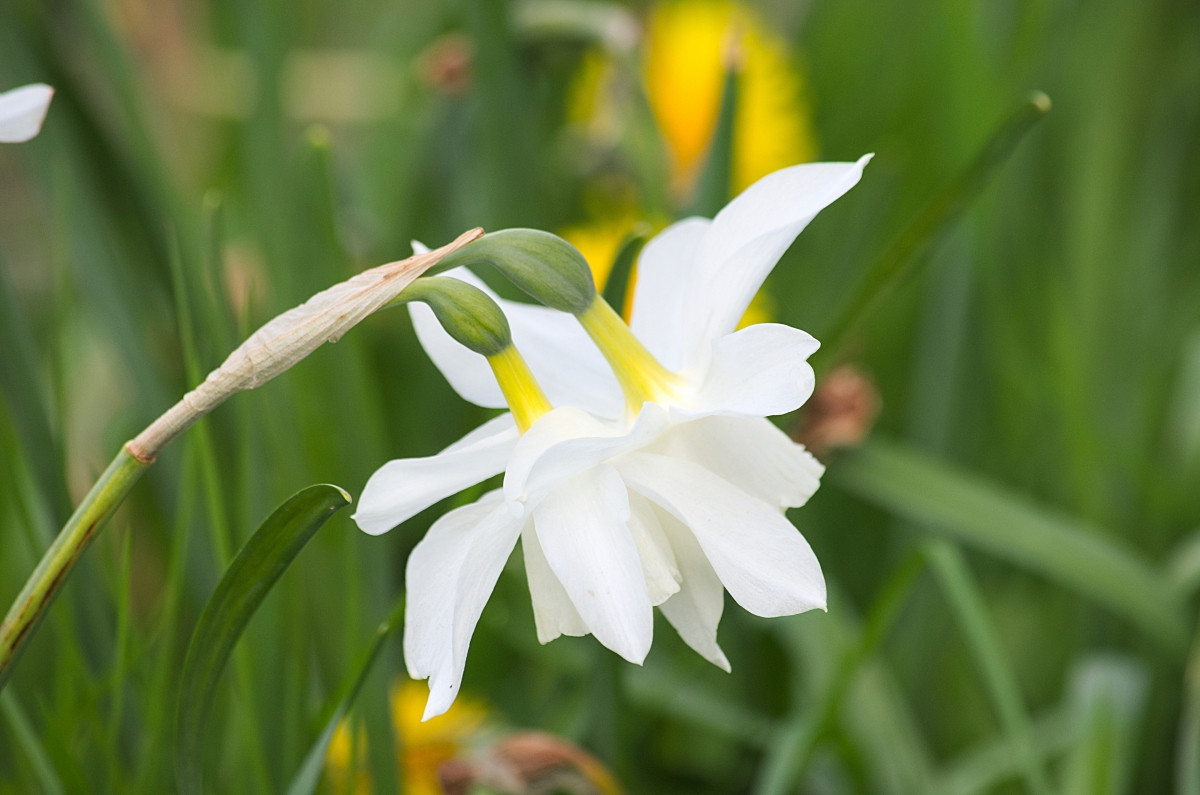水仙花绝美4K壁纸，高清风景图片，4000x2649分辨率，免费下载