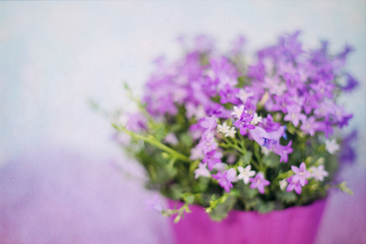 紫色花朵精美花束，高清5K图片与4K背景壁纸，5047x3365分辨率，免费下载