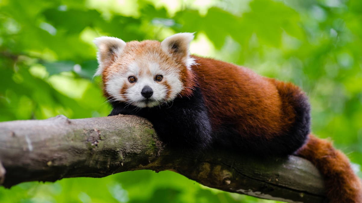 红熊猫树上嬉戏4K超清壁纸，高清动物美图，3840x2160分辨率免费下载