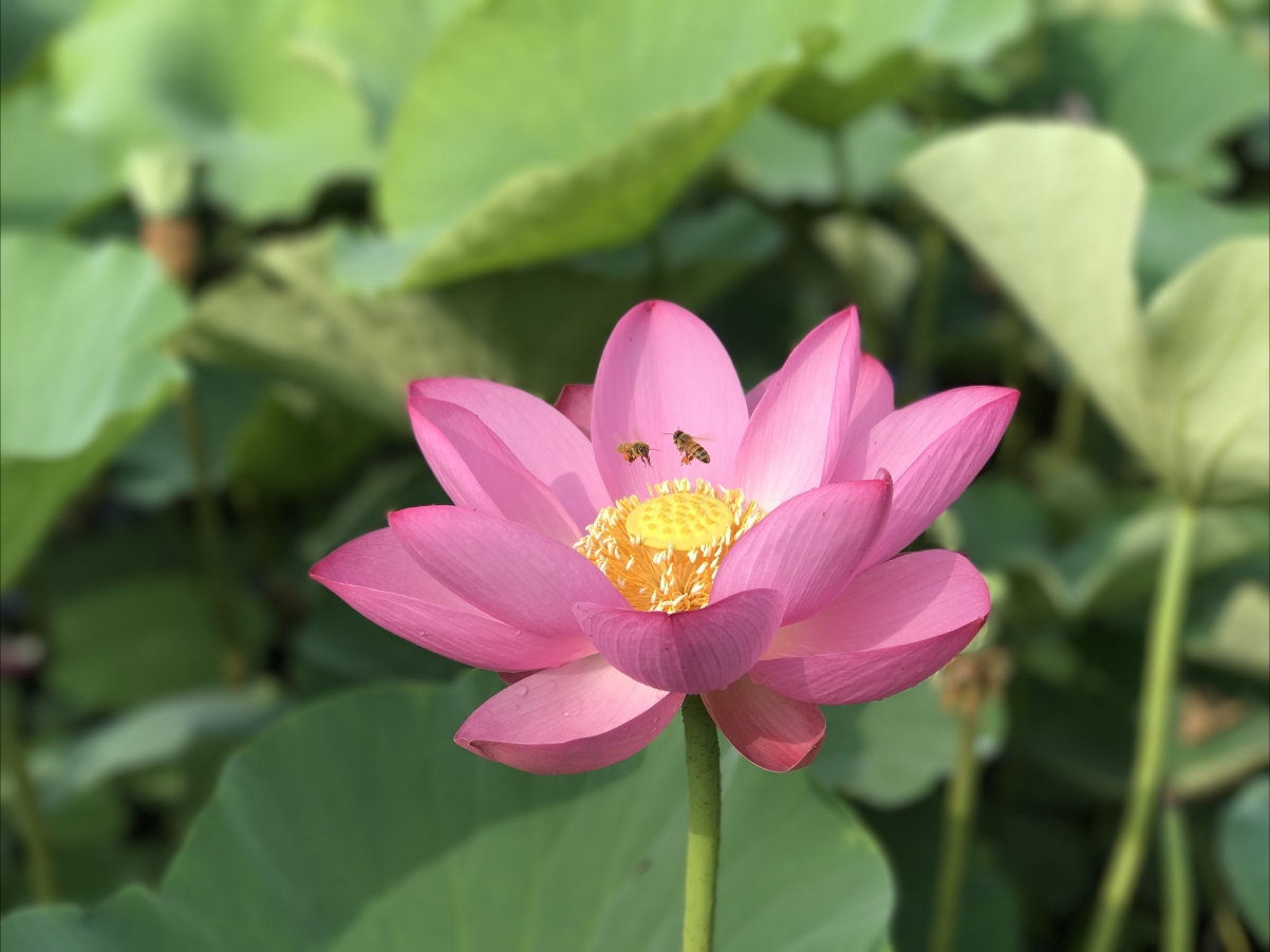 荷花摄影精选，绝美4K壁纸，高清风景图片，4032x3024分辨率，免费下载