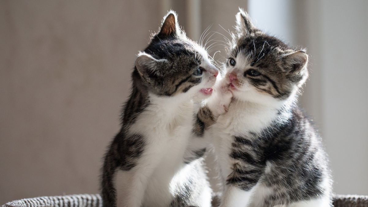 俏皮双猫4K超清壁纸，动物美图，3840x2160分辨率免费下载