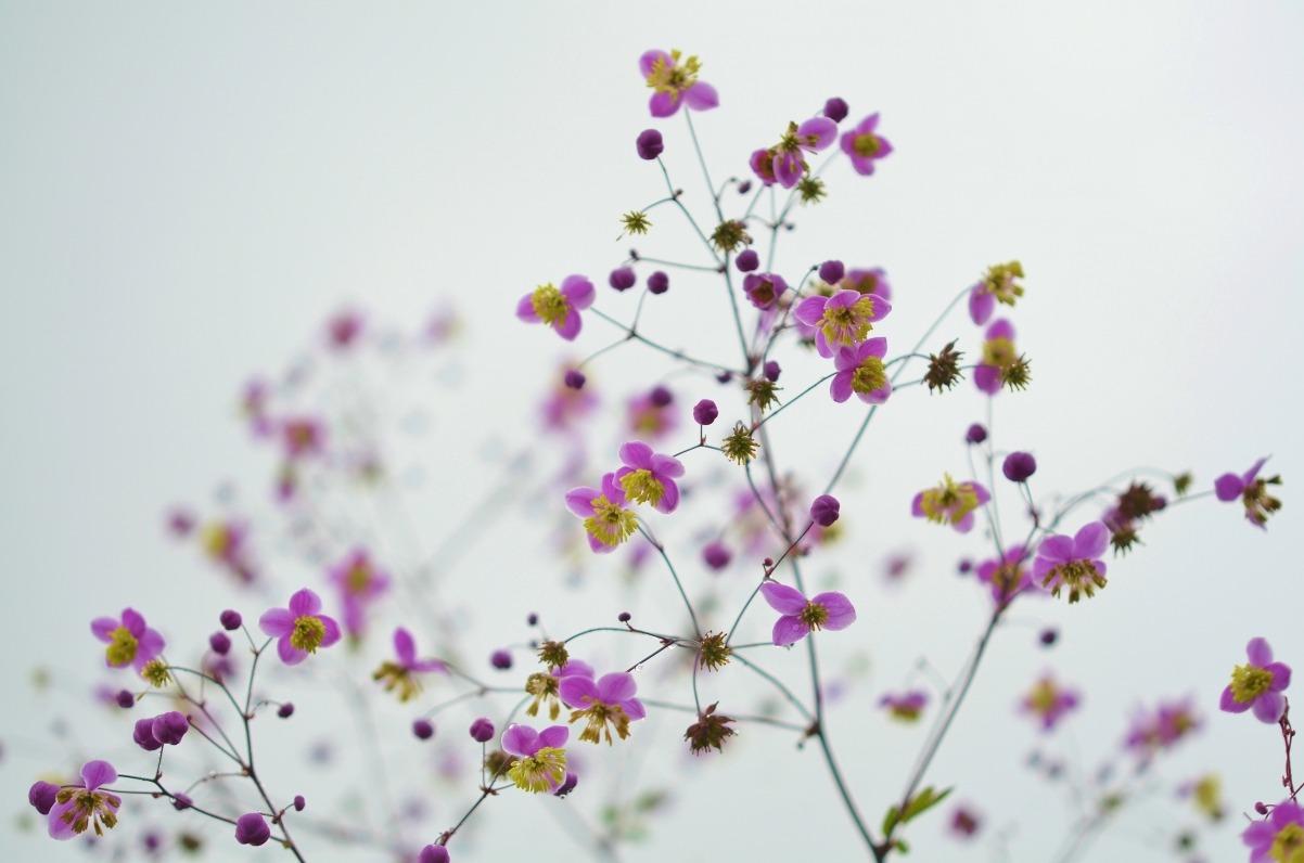紫色小花点缀黄蕊，绝美4K风景壁纸，高清4928x3264下载