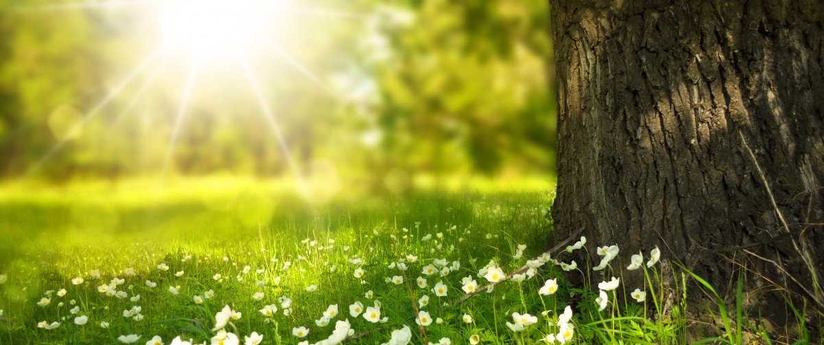阳光照耀下的鲜花与树木美景，超清4K风景壁纸，3440x1440分辨率，一键下载