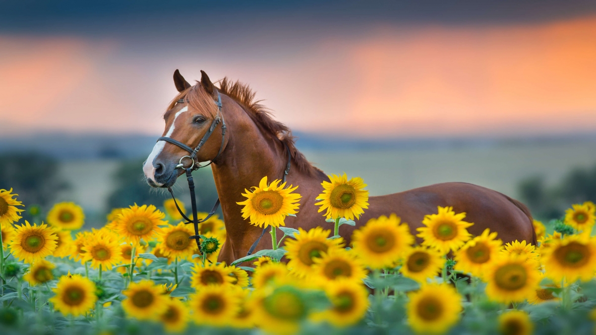 微软Windows 10精选壁纸，骏马与向日葵风景，4K高清画质，3840x2160分辨率，免费下载