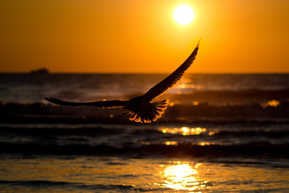夕阳映海，飞鸟翱翔，高清4K动物壁纸，波浪壮阔，3826x2551精美下载