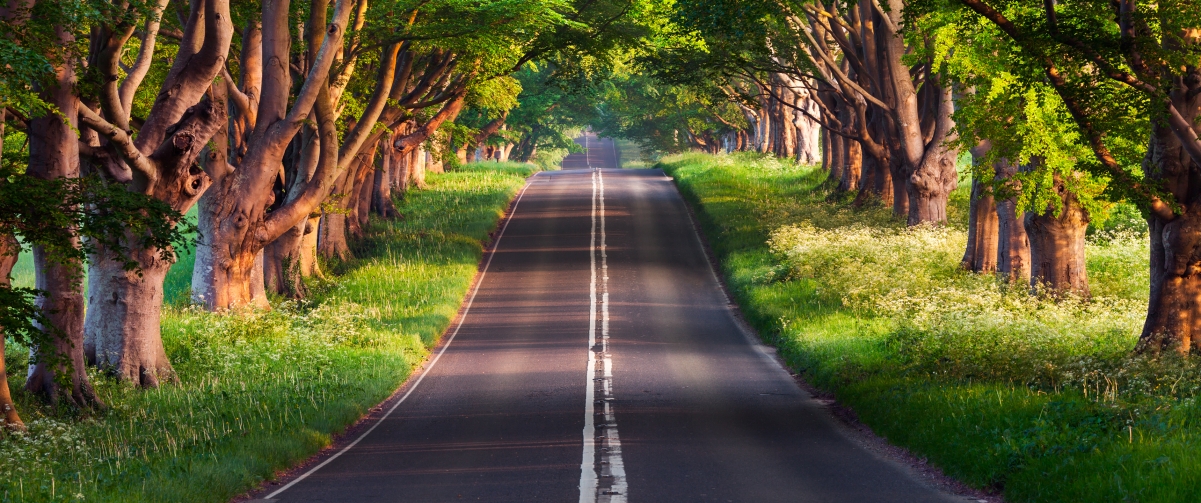 【超清4K】布兰德福德路绿色森林道路风光壁纸，3440x1440高清下载