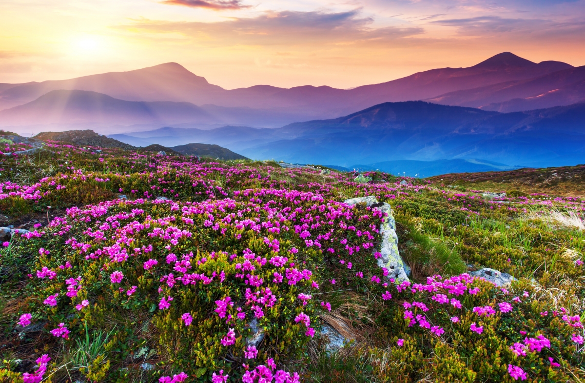 山峦鲜花映阳光，绝美4K风景壁纸，高清4000x2617，免费下载