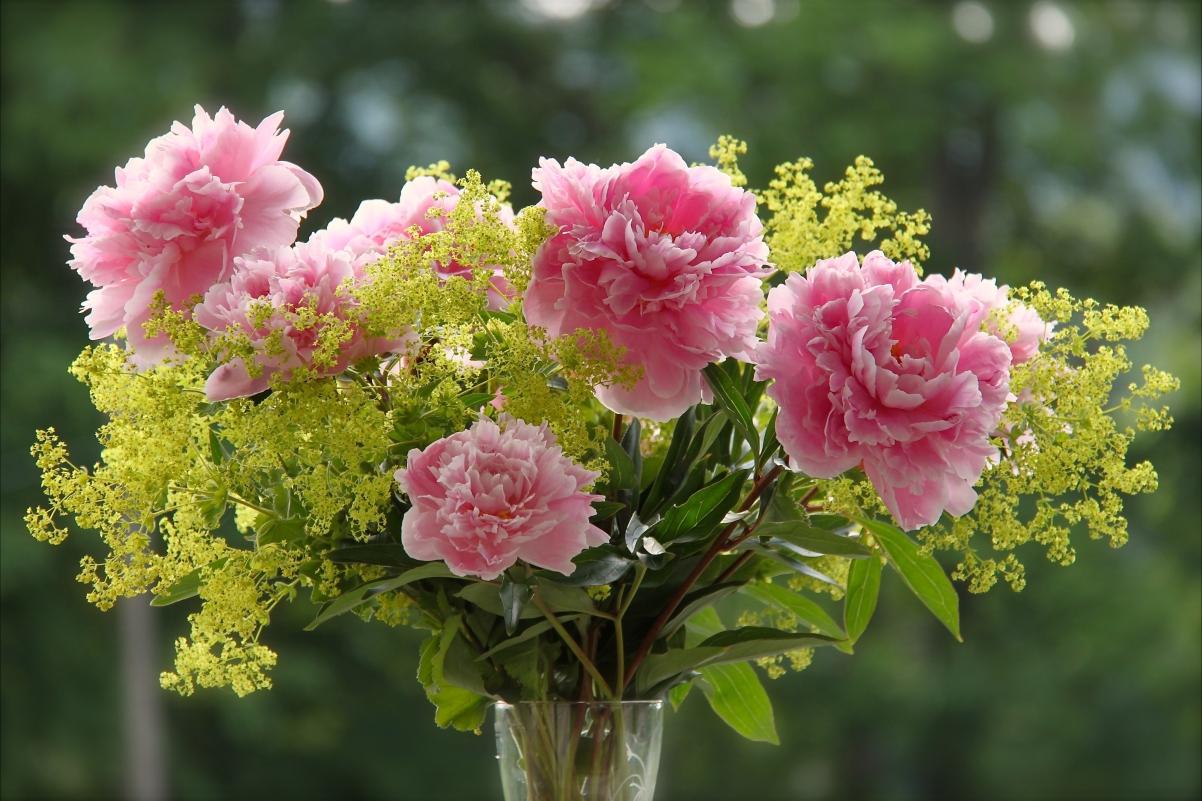 母亲节康乃馨花束，绝美4K高清壁纸，4402x2935大图下载