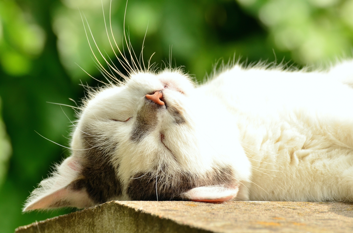 高清4K壁纸，白色猫咪安详睡眠，精致猫脸特写，4928x3264分辨率下载