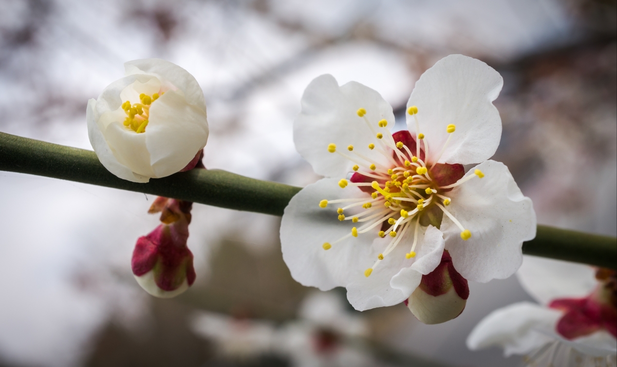 绝美白色樱花4K超清壁纸，高清风景图片，4169x2483大图下载