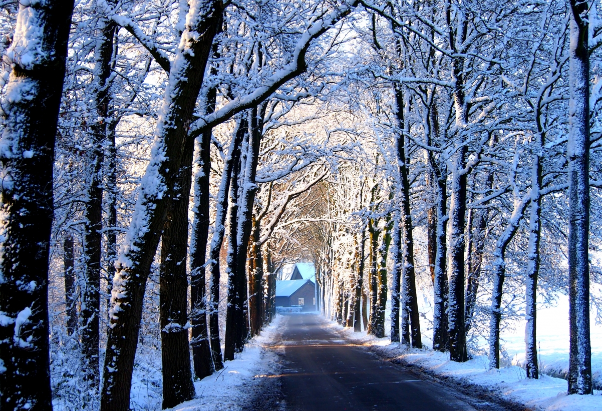 冬日胡同雪景，高清4K路树房子风景壁纸，3928x2683超清下载