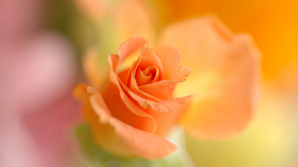 玫瑰花瓣4K超清壁纸，绝美风景，3840x2160高清下载