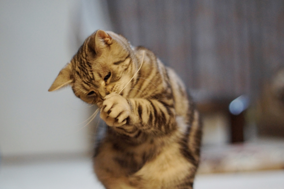 猫之魅，精致胡须与利爪4K高清壁纸，超清4000x2667分辨率，免费下载