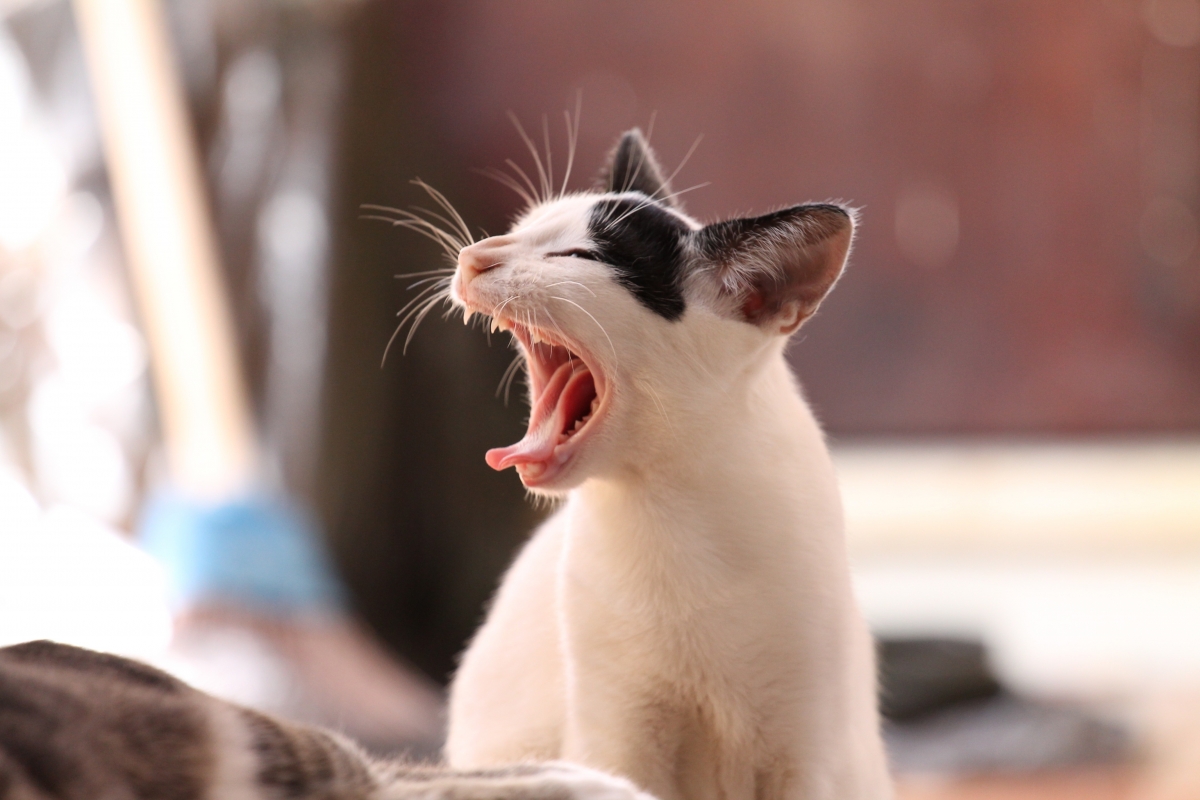 搞笑小猫打呵欠瞬间，精选4K高清壁纸，4272x2848超清下载