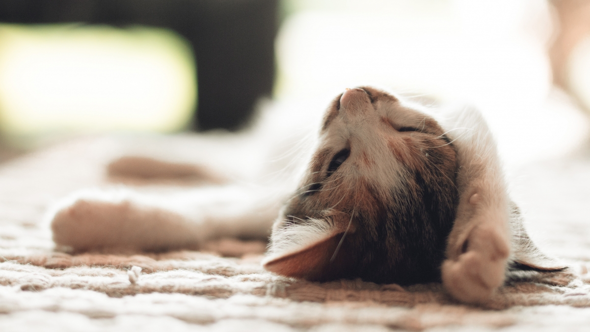 黑白萌猫精选，超清4K壁纸，3840x2160高清下载，动物美图尽在眼前