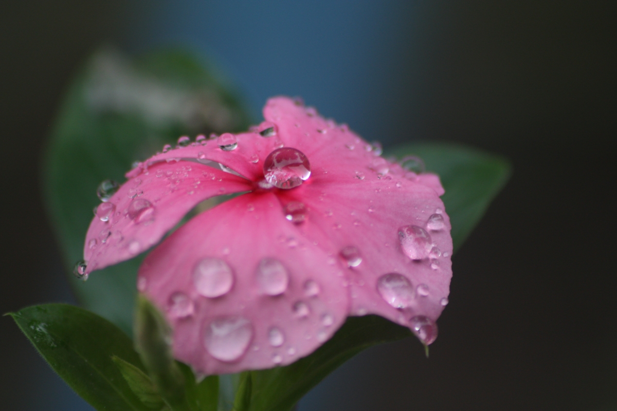 水滴润鲜花，粉红雨韵，自然之美，高清4K风景壁纸下载（4272x2848）