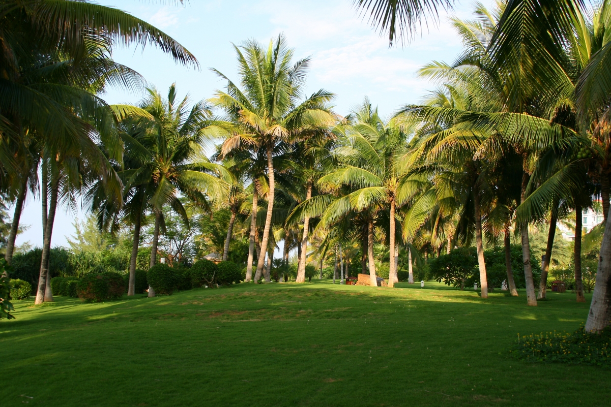 棕榈树下的公园美景，惊艳4K高清壁纸，3888x2592超清下载
