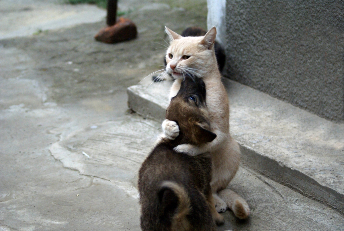猫狗萌宠精选，4K高清动物壁纸，3872x2592分辨率，免费下载