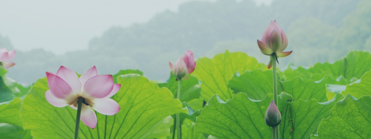 杭州西湖，荷花绽放的绝美4K高清风景壁纸，震撼视野！